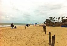Passeio de Jegue: É atração entre turistas na Praia do Cumbuco passeio de jegue